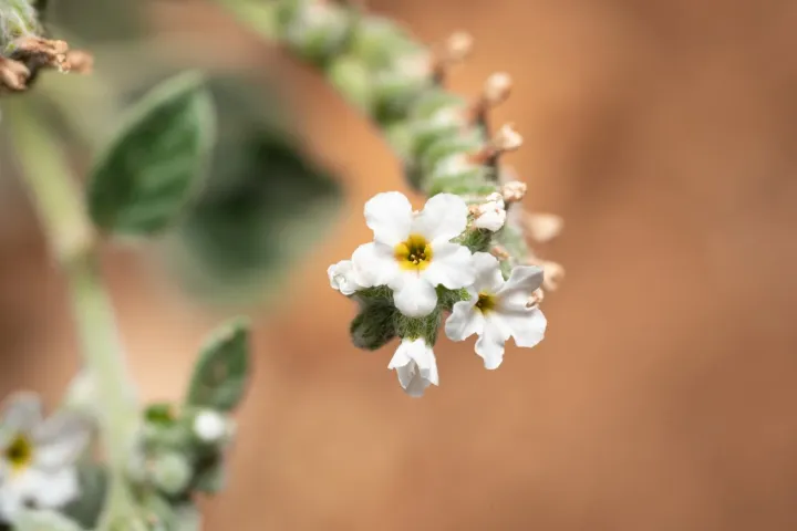 Heliotropium dolosum