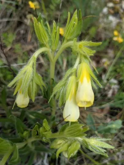 Onosma tricerosperma