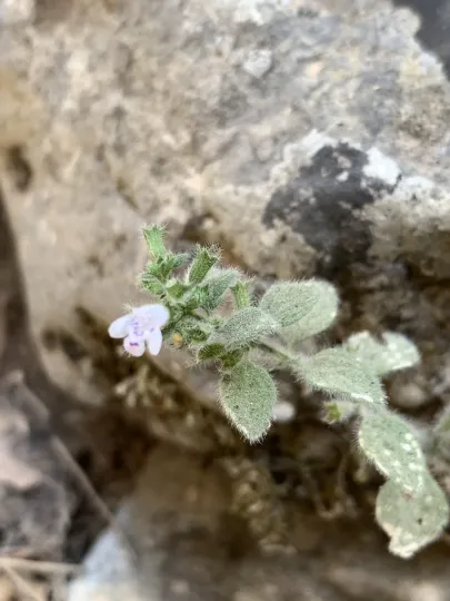 Cretan clinopodium