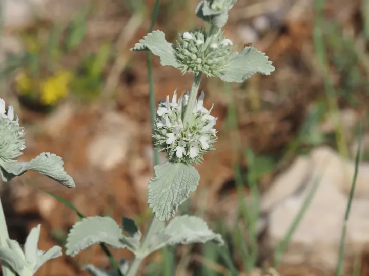 Hoary horehound