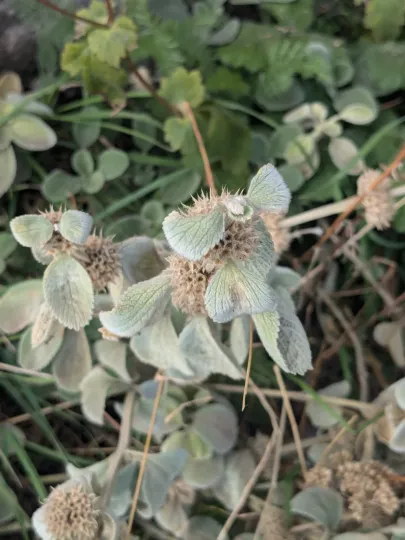 Thessalian horehound