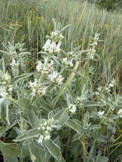 Marrubium peregrinum
