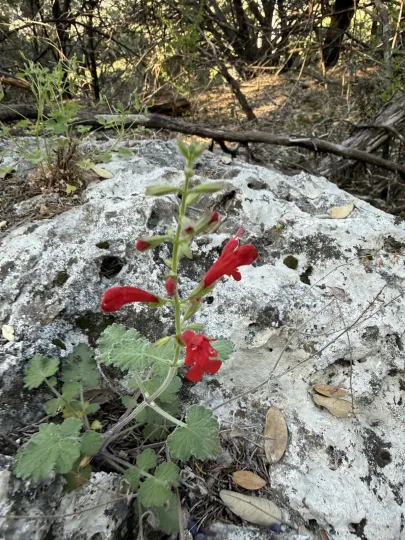 Roemer's Sage