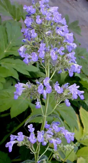 Nepeta parnassica