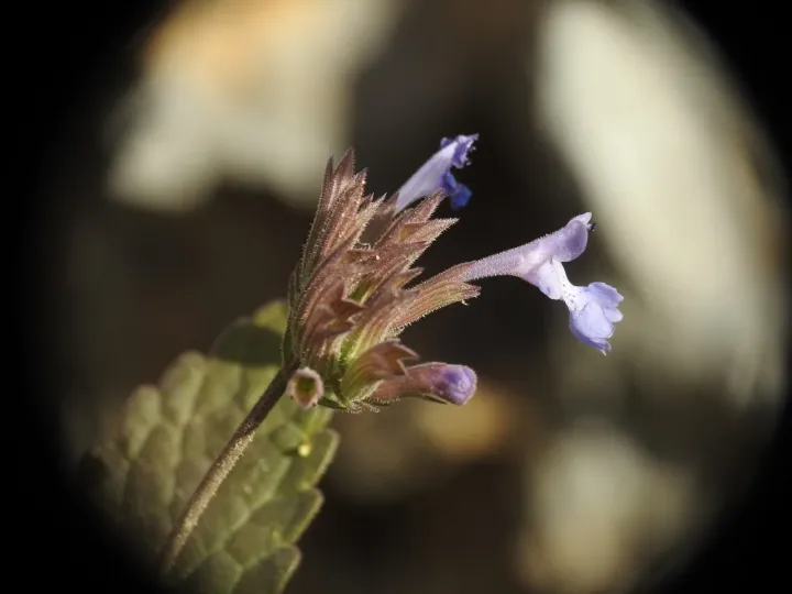 Balm-leaved catmint