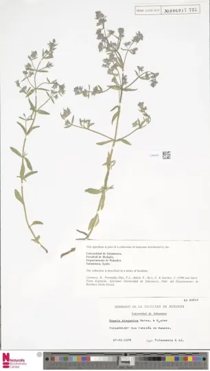 Spanish catmint