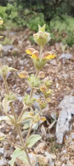 Woolly Jerusalem sage