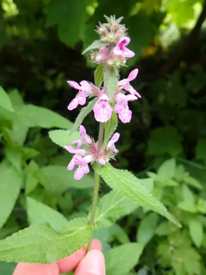 Stachys ambigua
