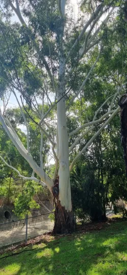 Eucalyptus grandis x Eucalyptus globulus hybrid