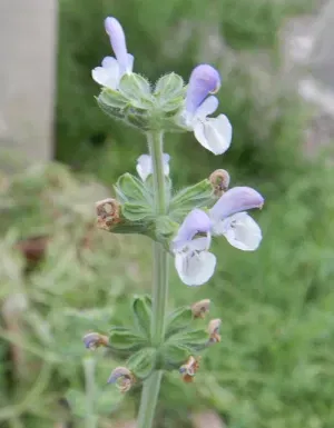 Salvia valentina