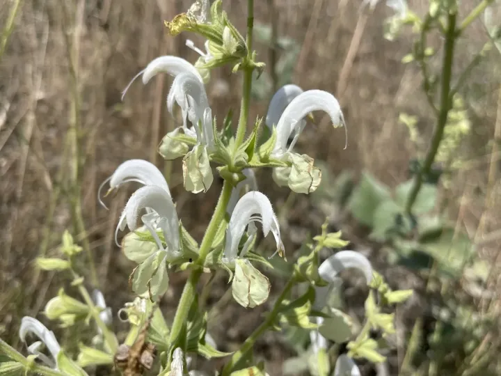 White sage