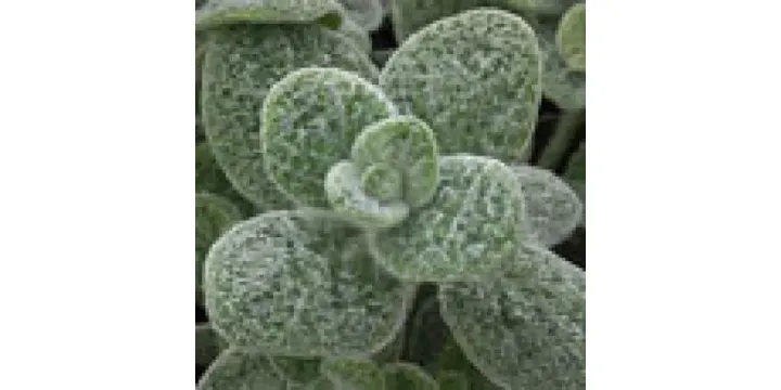 Origanum heracleoticum
