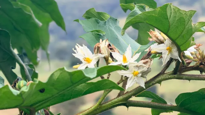 Solanum chrysotrichum