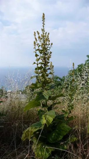 Woolly mullein