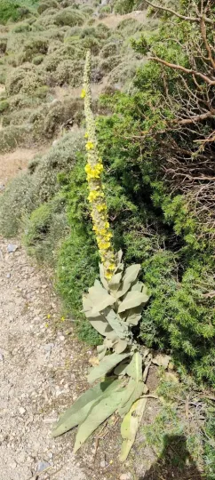 Giant Mullein