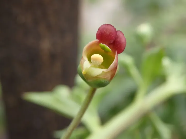 Scrophularia sublyrata