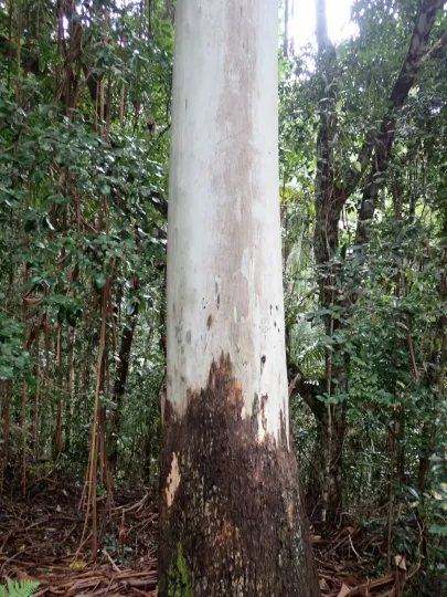 Eucalyptus grandis x urophylla
