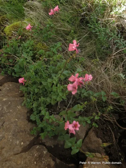 Diascia anastrepta