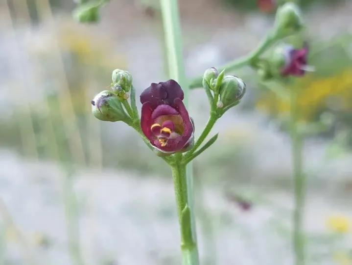 Shining figwort