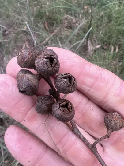 Eucalyptus macrorhyncha