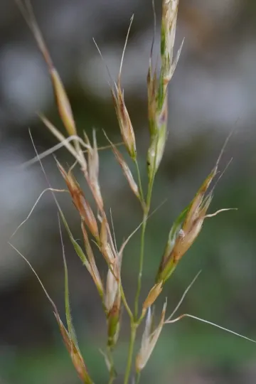 Alpine Trisetum