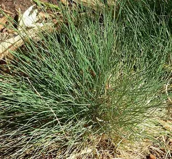 Armoricana fescue