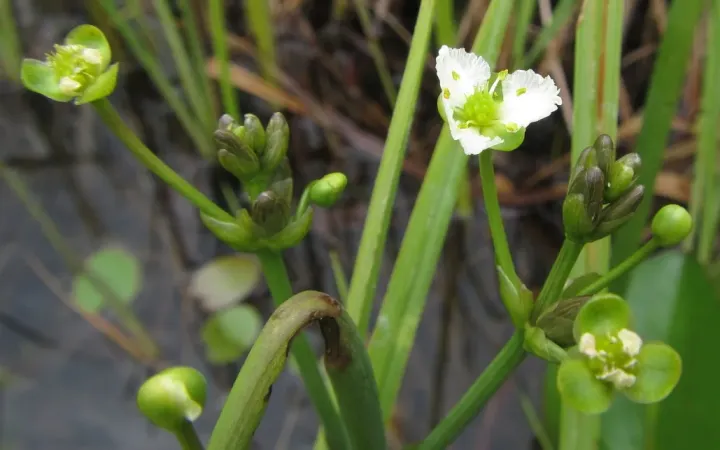 Parnassia-leaved water plantain