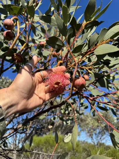 Pear-fruited giant eucalyptus
