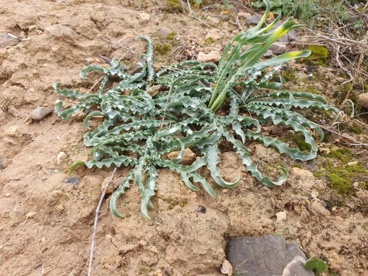 Drimia purpurascens