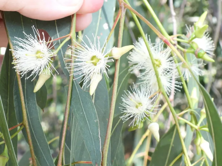 Forest red gum