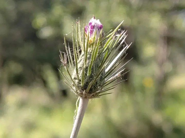 Needle thistle