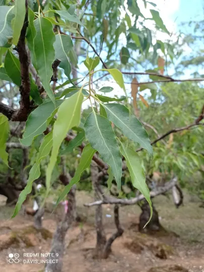 Hybrid eucalyptus