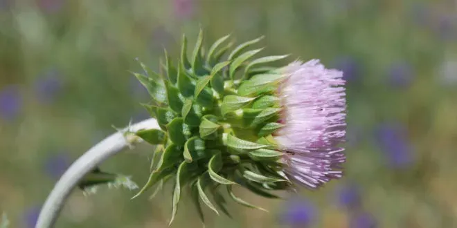 Cotton thistle