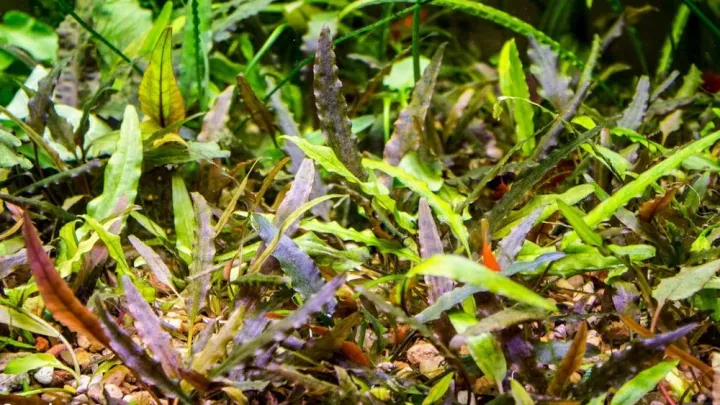Cryptocoryne undulata