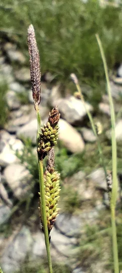 Reuter sedge