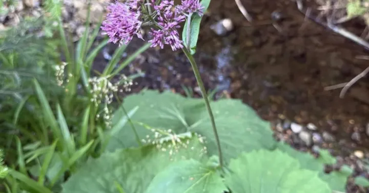 Adenostyles briquetii