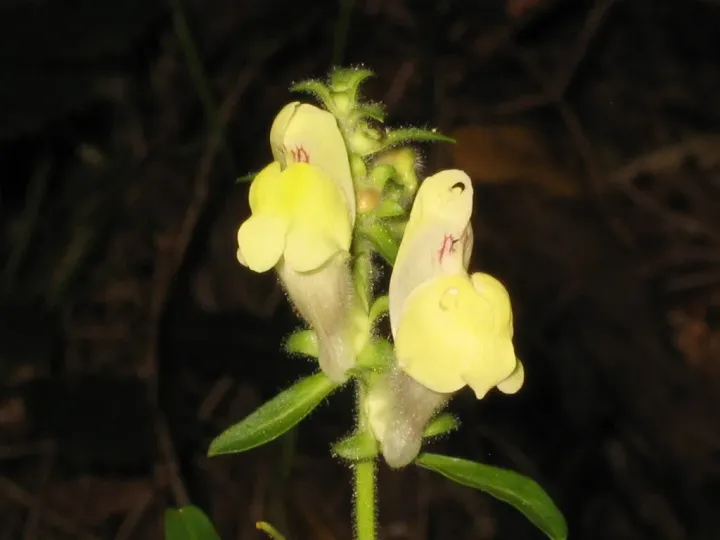 Antirrhinum meonanthum