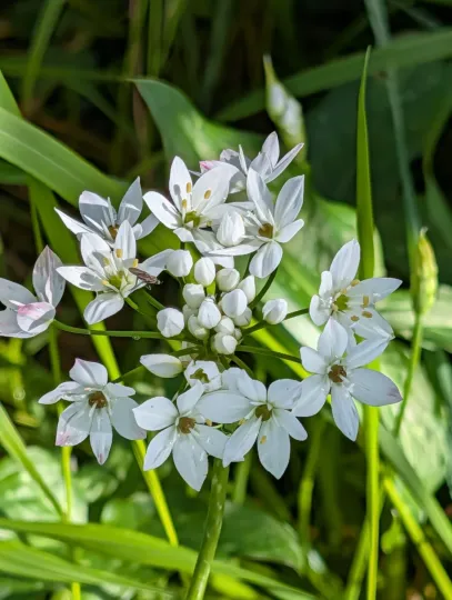 Three-leaved garlic