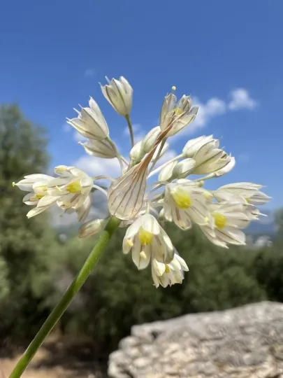 Цибуля тонкоквіткова