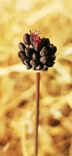 Black-flowered onion