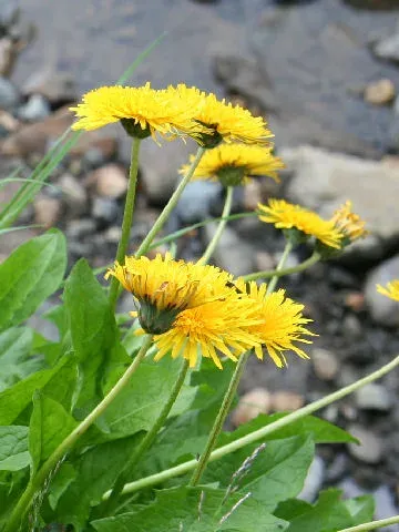 Alpine dandelion