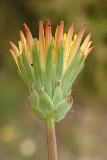 Oblique dandelion