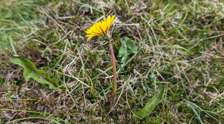 Spotted dandelion