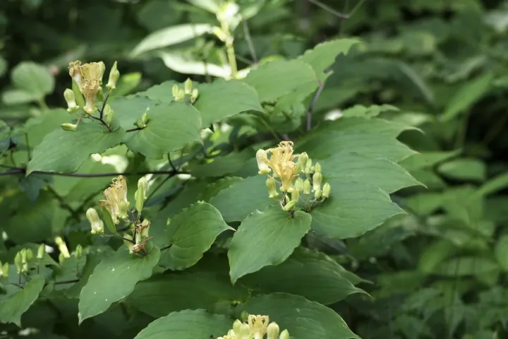 Broad-leaved toad lily