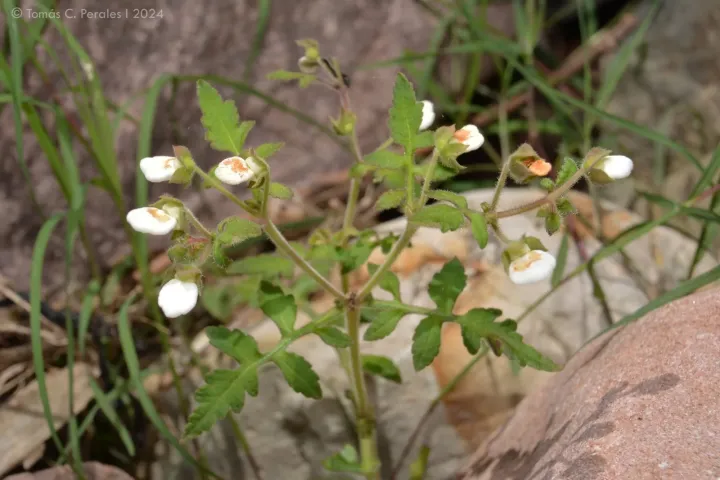 Calceolaria chelidonioides