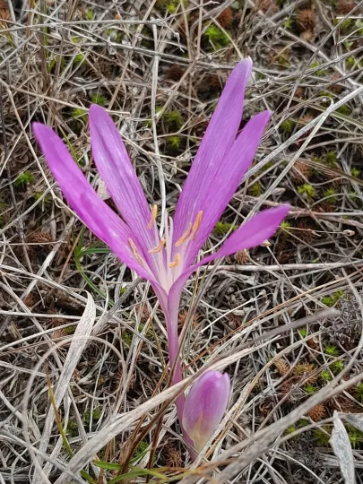 Sand Meadow Saffron
