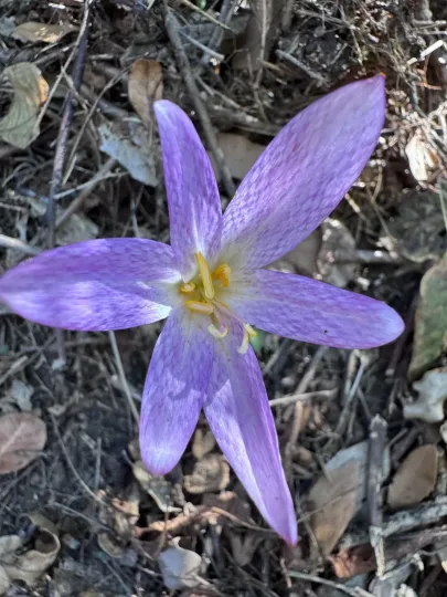 Lusitanian colchicum