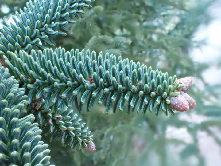 Spanish fir
