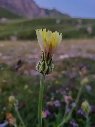 White hawkweed
