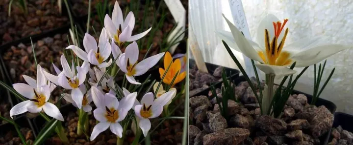 Crocus cvijicii